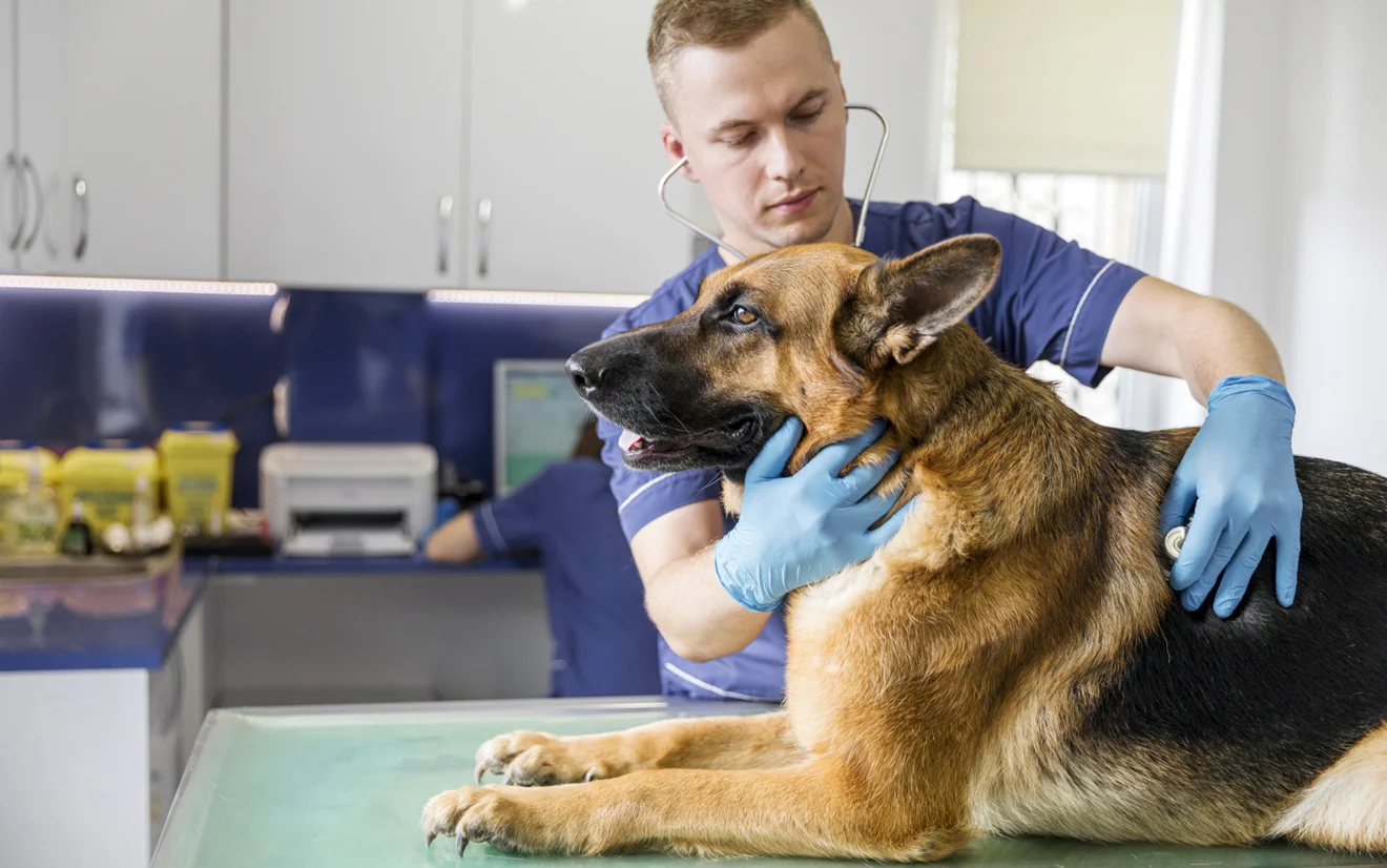 Kastration bei Hunden