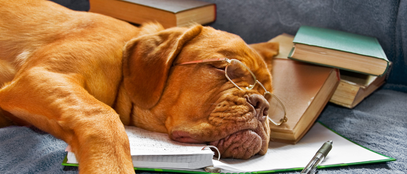 Grundlagen Hundewissen