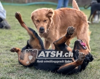 MATSH.ch Infoveranstaltung