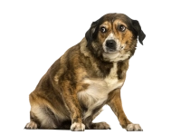 Stress beim Hund
