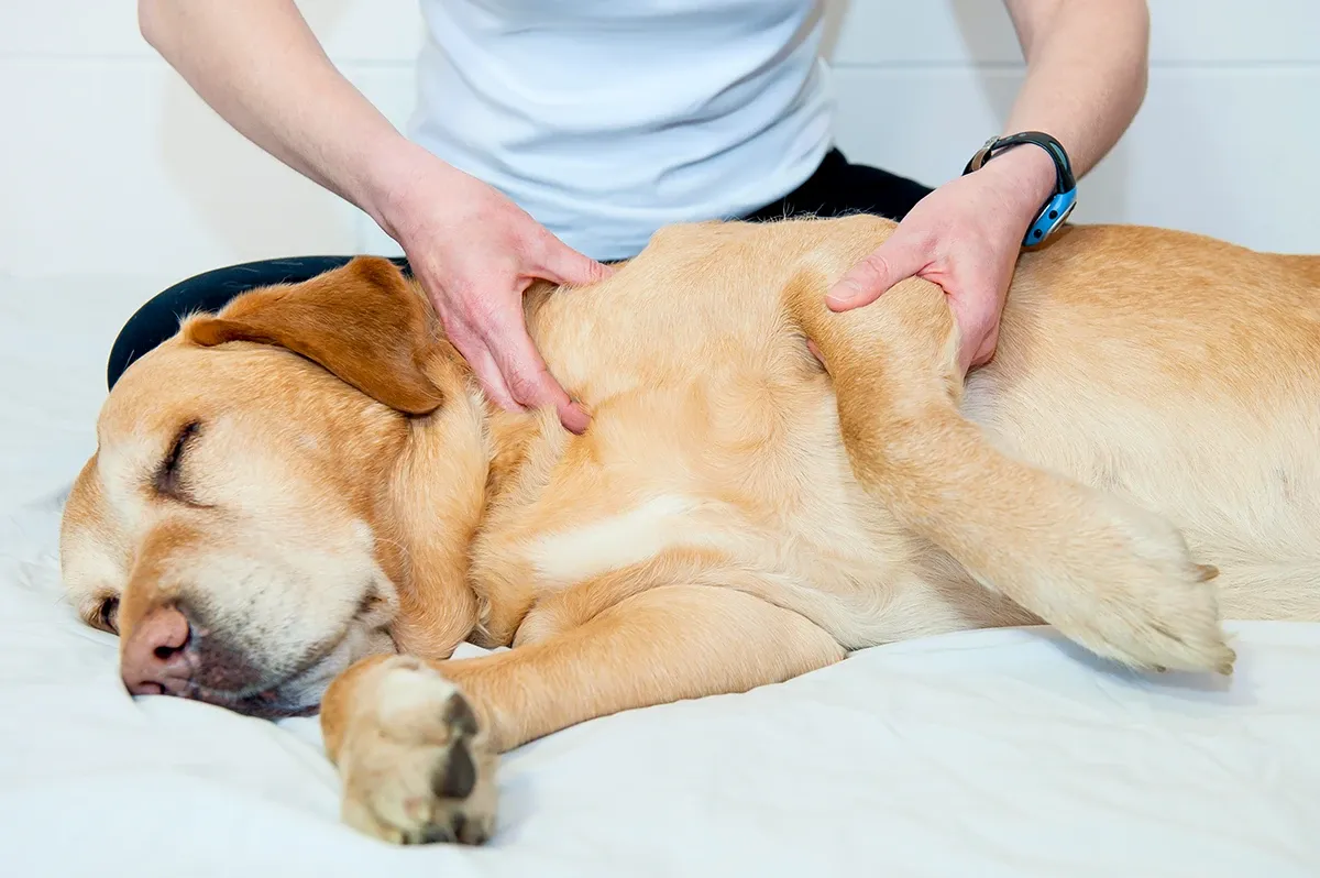 Massage am Hund
