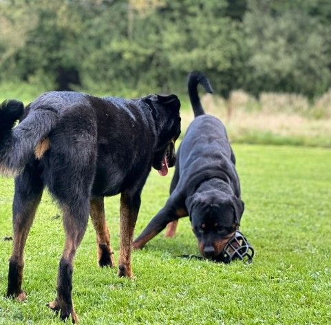 Hundetrainer-Ausbildung