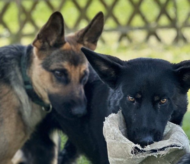 Vertiefung Körpersprache Hund